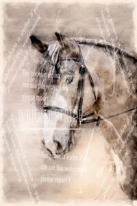 D85_1142-Edit.JPG